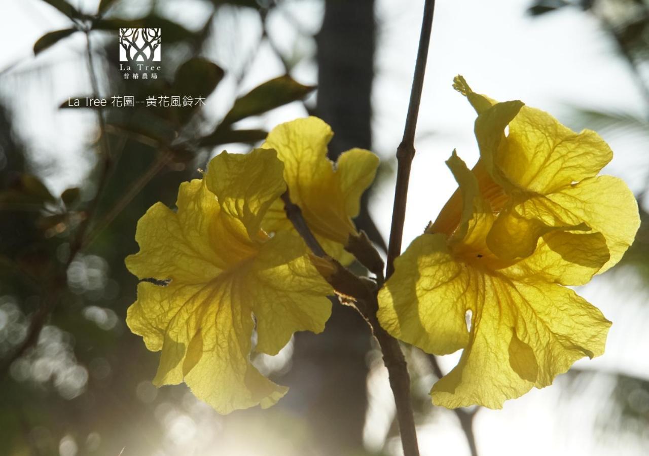 La Tree 普椿農場木子莊園 Apartment Donghe Bagian luar foto
