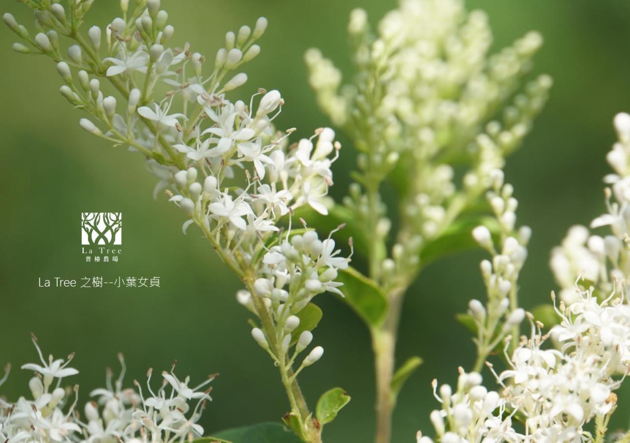 La Tree 普椿農場木子莊園 Apartment Donghe Bagian luar foto